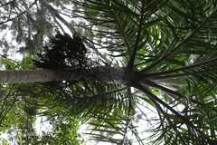 Bentinckia condapanna